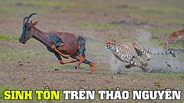 Cuộc Đi Săn Của Loài Báo | Khám Phá Thế Giới Động Vật Hoang Dã