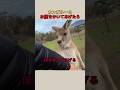 カンガルーのお腹をかいてあげたら