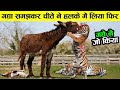 आख़िर किसान सब कुछ बेचके गधा क्यों खरीद रहे  है why farmers buy donkeys ! Intelligent animals