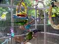 Parakeet Aviary
