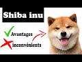 Shiba inu avantages et inconvnients  shiba inu le mal et le bien de la race