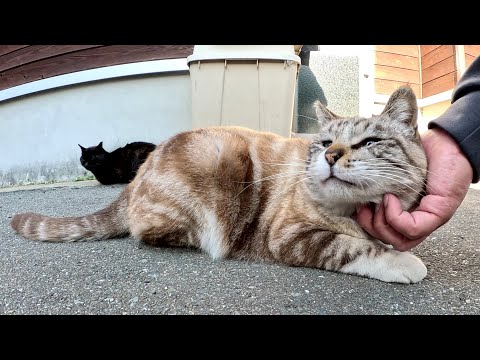 渦巻き模様のシャム猫がビビりながら人間にモフられる