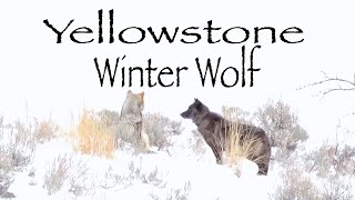 Yellowstone WinterWolf | Cinematic Vlog | Sony a6400