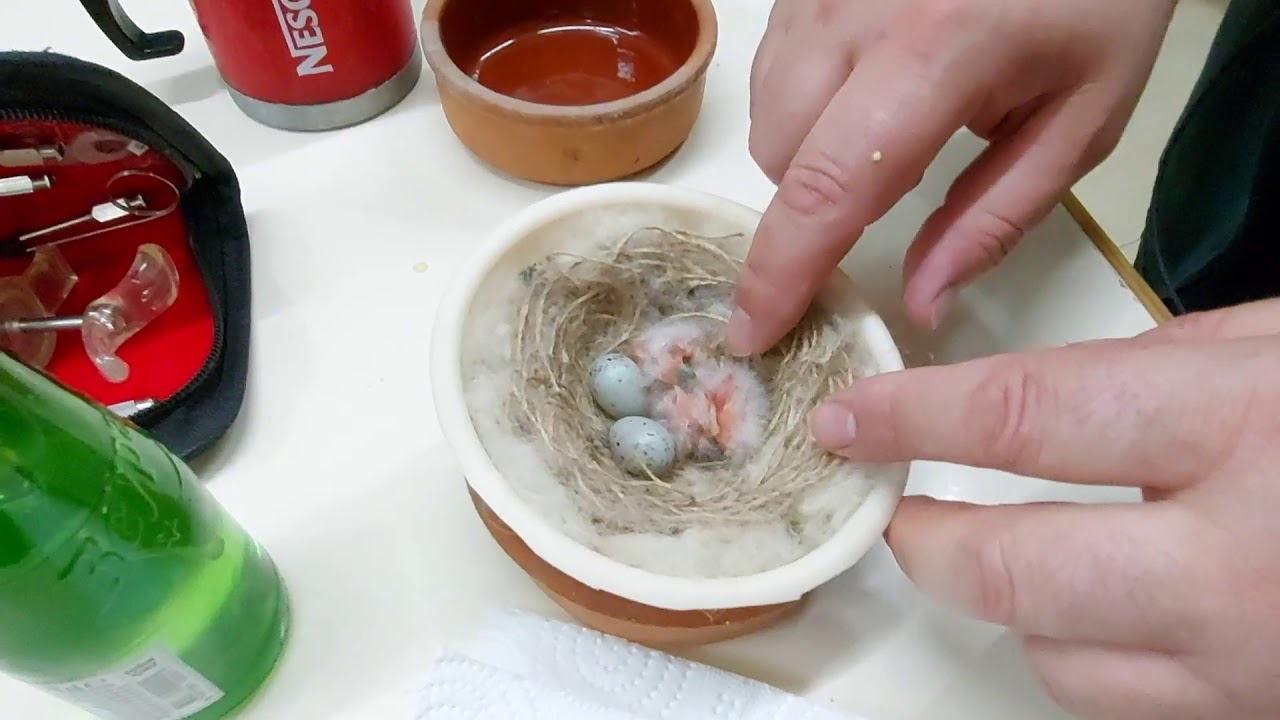 KANARYALARDA YAVRULARI ELLE BESLEME FEEDING BIRDS