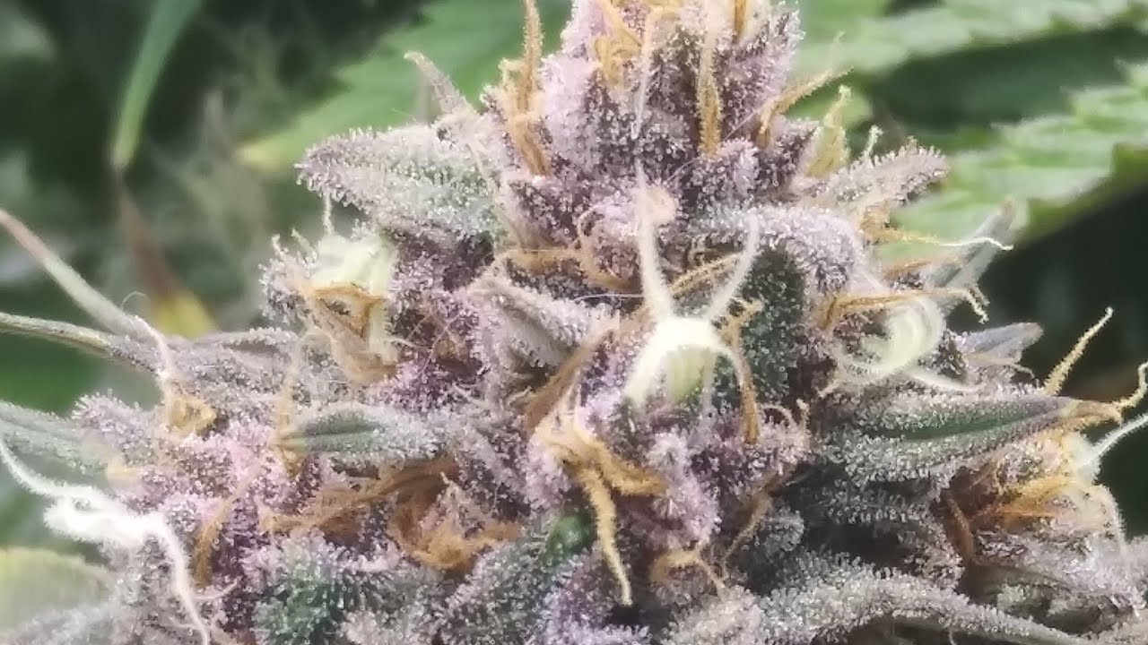 Week 8 of Flower Mars Hydro SP250; flushing, fading, and fattening!