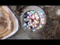 珍珠,开蚌,在野外打开30几岁的老蚌，找到许多珍珠