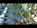 Чтобы головка чеснока была крупнее. Уход за чесноком: поливы, рыхление, удаление стрелок, подкормка