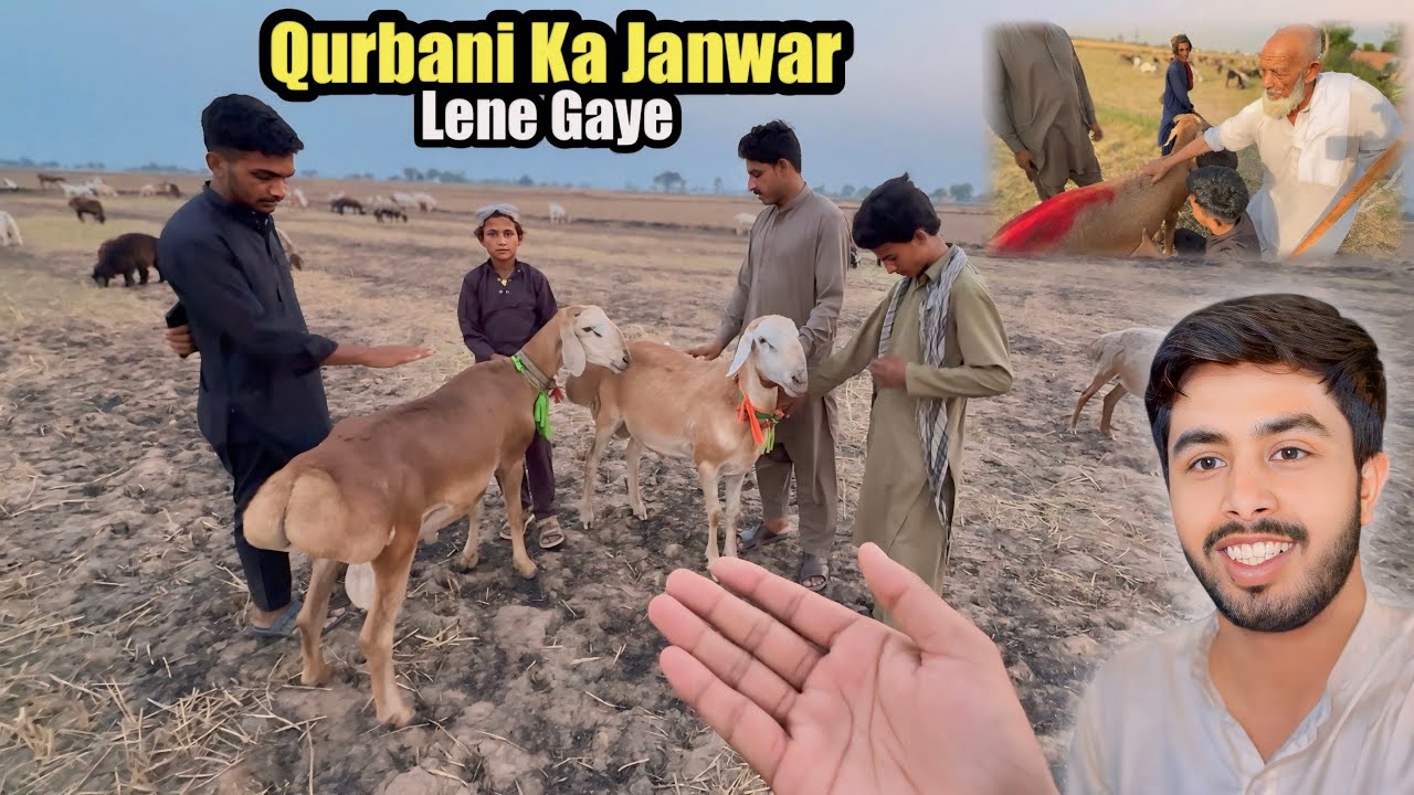 2 Qurbani Ke Janwar Lane Gaye 🐐 Zohaib Pendu | Zohaib Sabir