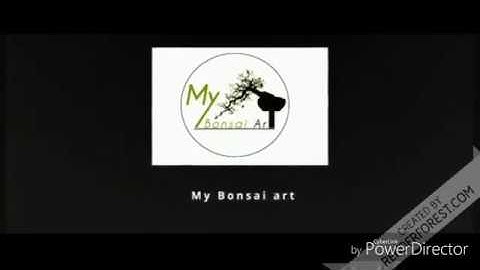 Trimming a ficus virens