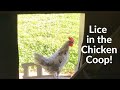 How to Get Rid of Lice in the Chicken Coop