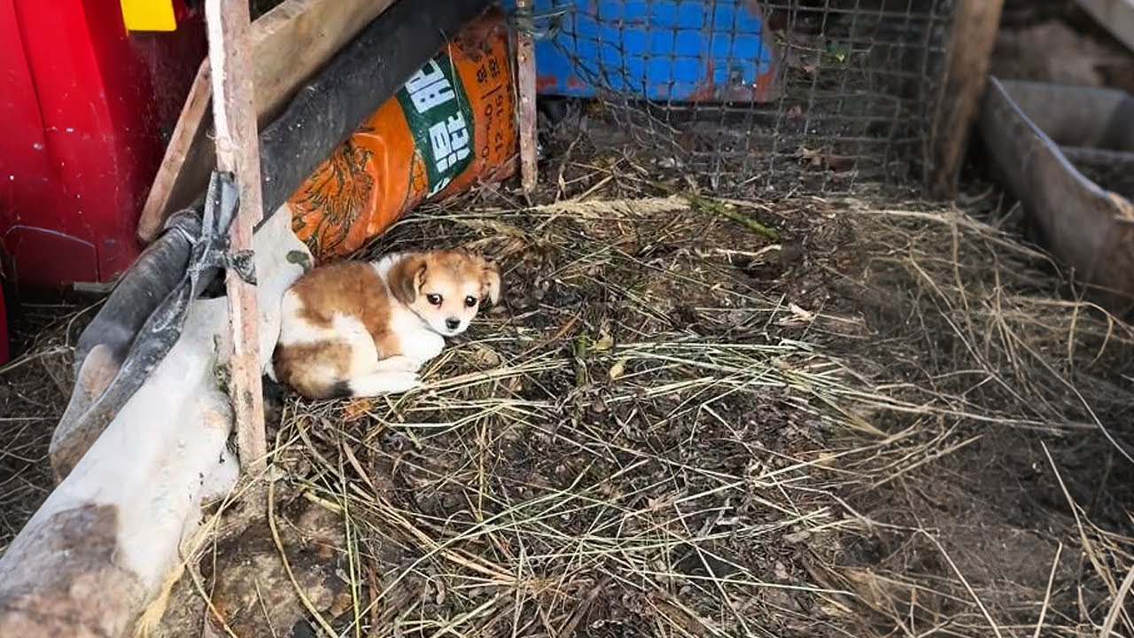 Бабушка сказала, что к ней во двор забежал бездомный щенок...