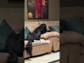 Busy Doggielife Dogshorts Shortsfeed Youtubeshorts Pets