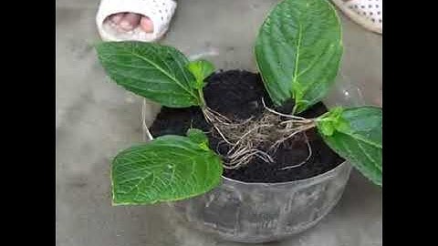 Cách giâm Cẩm tú cầu từ lá || KA Garden