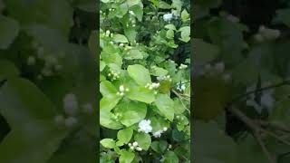 Magora flowers #viralvideo #viralview