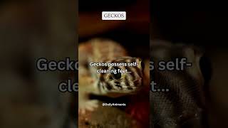 Geckos possess self cleaning feet #share #subscribe #shorts