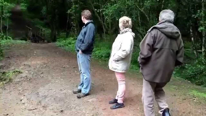 Spaniel and wild boar mad  in the Forest of Dean - 31.05.15