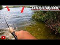 Land based fishing for dinner in these mangroves saltwater fishing in tampa bay