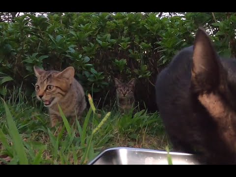 空腹で鳴く子ネコにパンチをしてエサを独占する黒ネコ  カワイイ　Vol.094