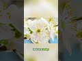 Unconditional Kindness: Expand Your Heart's Reach #shorts