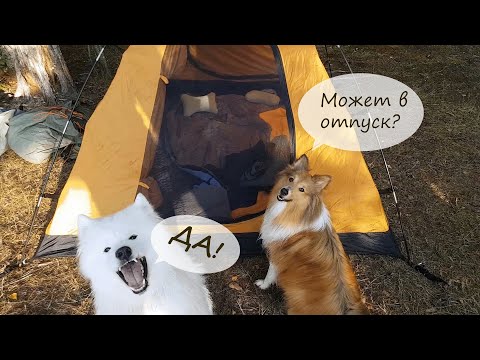 В поход с собаками | Самоед Северус и шелти Гривус 🏕 Отпуск с палатками на Волге