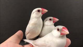 【シルバー文鳥】ほのぼの動画10 文鳥三姉妹の隠れ家