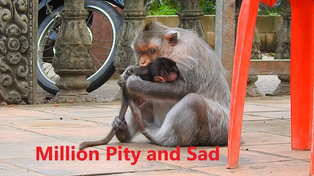 Look So Sad To See Old Mama Barry Warns Her Cutie Baby Bean By Pushing Him Out