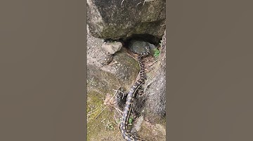 Coastal carpet python