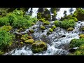 【苔むす渓流音】流れ続ける川の水音で集中できる自然音【作業/勉強/ASMR】