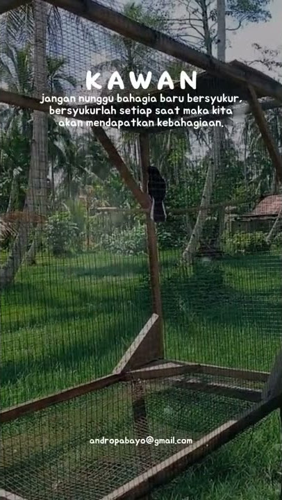 story' wa Burung Murai batu gacor# pecinta Burung lovers🦜🪶