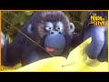 El Misterio Del Campo De Lechugas La Pandilla De La Selva 100 Compilación 