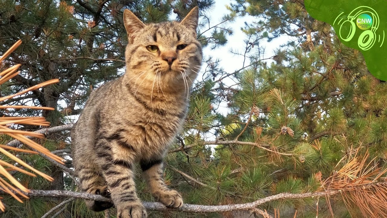 CNW – Chill Lofi Music 🎵 | Take You Home Tonight