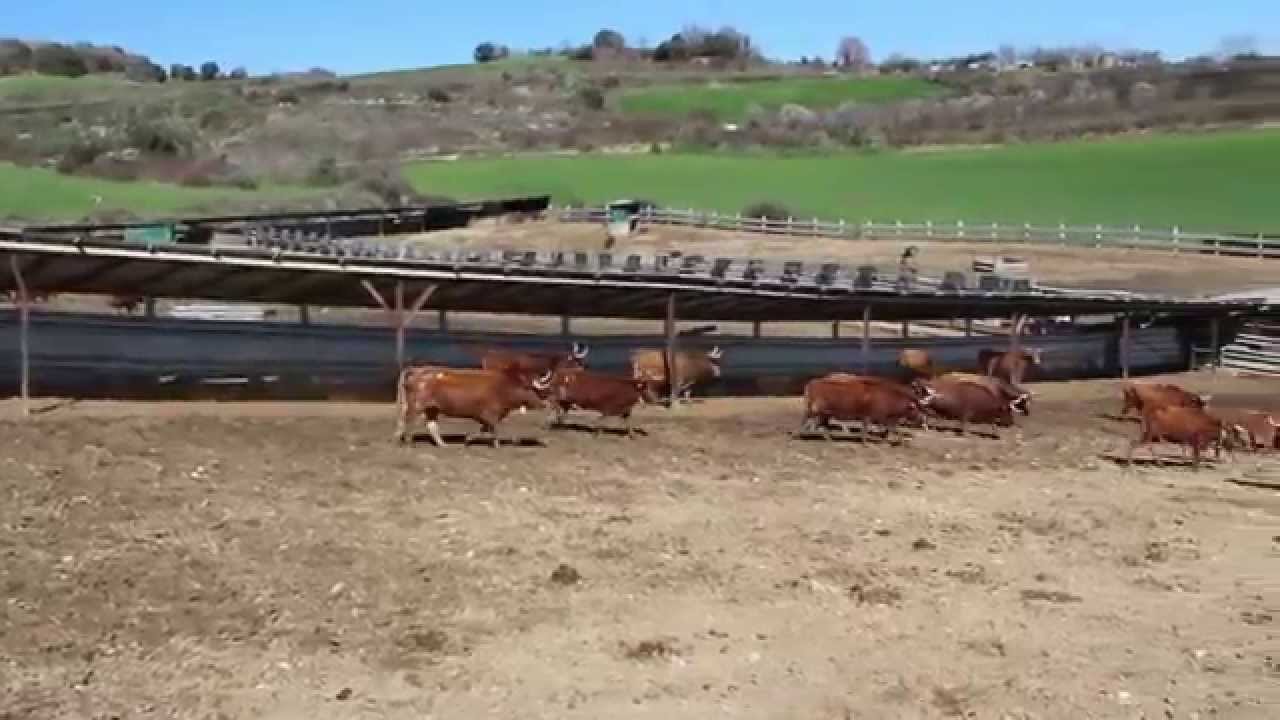 Finca Reta | En búsqueda de reses de Casta Navarra