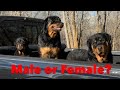 Male or Female Rottweiler, Which one should you get? How to Pick out the right family puppy?
