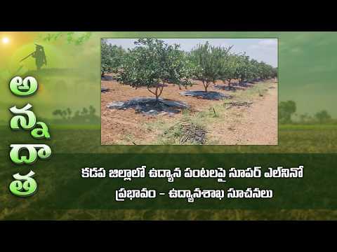 Mitigating Kadapa horticulture crops from super el nino effect | ETV