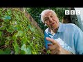 David attenborough will make you think about weeds in a different light  the green planet  bbc