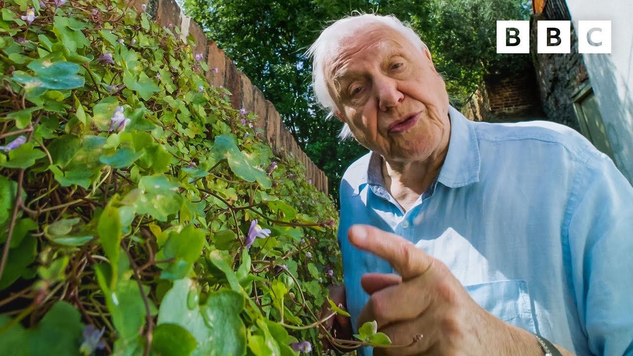 David Attenborough Will Make You Think About Weeds In A Different Light⁣ 🌱 The Green Planet - Bbc