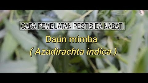 Cara MEMBUAT PESTISIDA NABATI Dari Daun Mimba