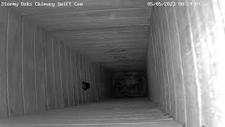 Chimney Swifts maneuver within roost tower by flying backward