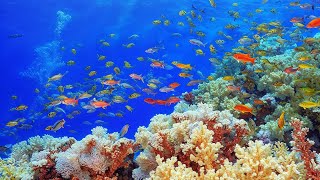 1 Hours of Stunning Aquarium Relax Music, Beautiful Aquarium Coral Reef Fish, Relaxing Ocean Fish