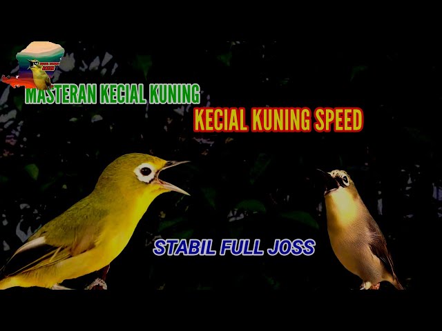 KECIAL KUNING SPEED STABIL FULL JOSS, MASTERAN KECIAL KUNING class=