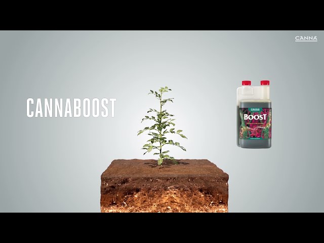 Watch CANNABOOST on YouTube.