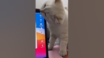 cat just broke the laptop screen