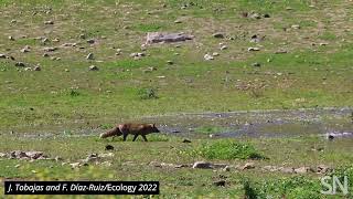Watch a fox fish for carp | Science News