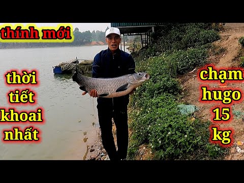 Tét Thính Mới. Thời Tiết Khoai Sắn.Chạm Hugo.15Kg.