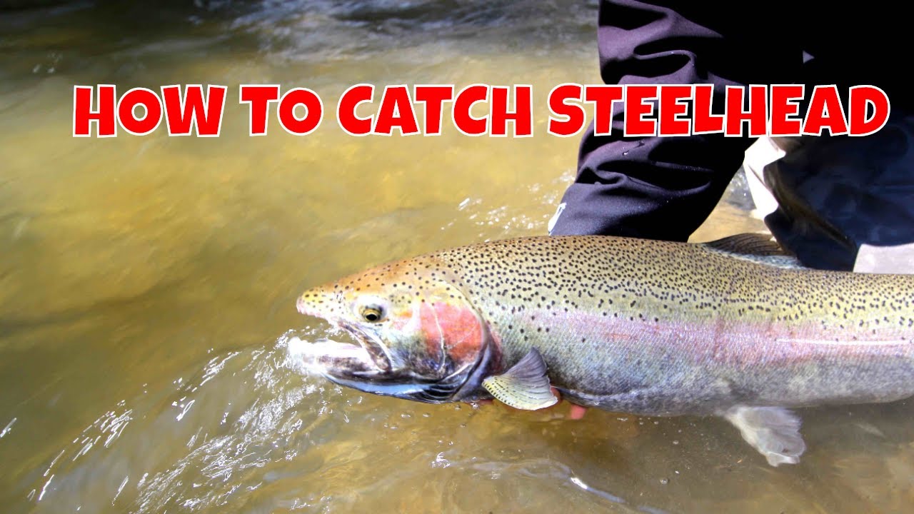 STEELHEAD ON A FLY - HOW TO 