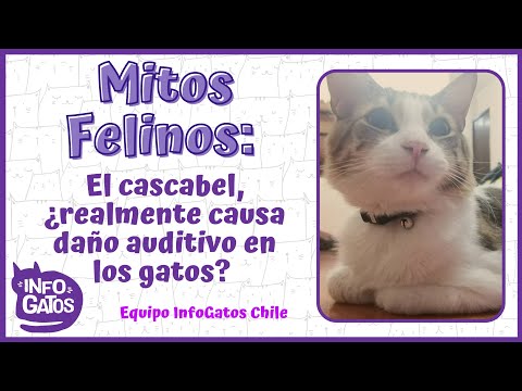 El cascabel, ¿realmente causa daño auditivo en los gatos? hqdefault
