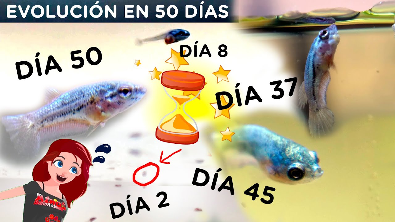 Cómo crecen DÍA A DÍA de los Peces Bettas