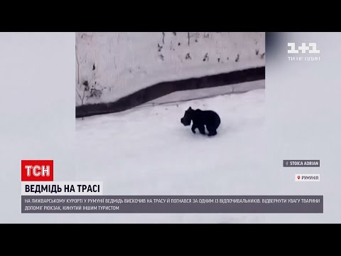 На лижному курорті в Румунії ведмідь добряче налякав туристів