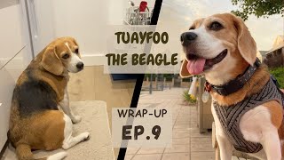 Tuayfoo The Beagle | wrap up Ep.9 |ถ้วยฟู | Beagle in Perth