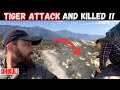 Tiger Attack Again and Killed 🐅 | Jim Corbett National Park | Dhikuli Tiger Attack